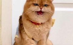 b站大全永不收费免费下载软件吗